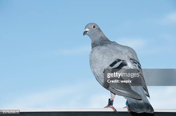 Standing Brieftaube Ein Beinringe Blauer Himmel Nahaufnahme, Stock-Foto