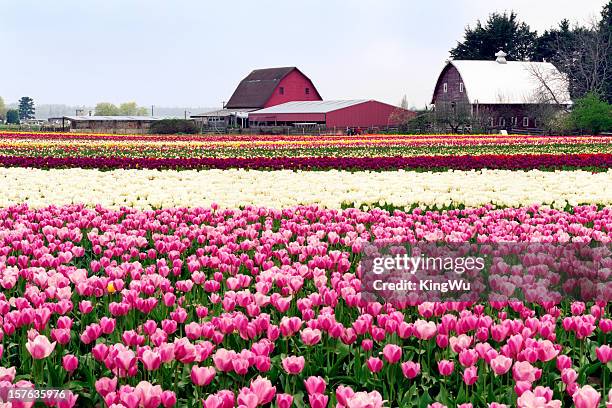 tulip farm - mount vernon stock pictures, royalty-free photos & images