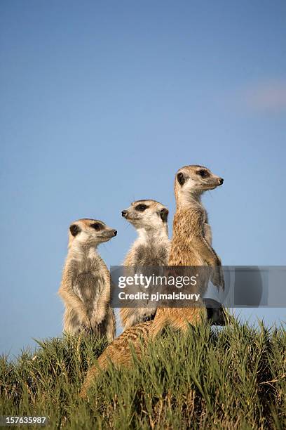 suricate sentries - suricate photos et images de collection