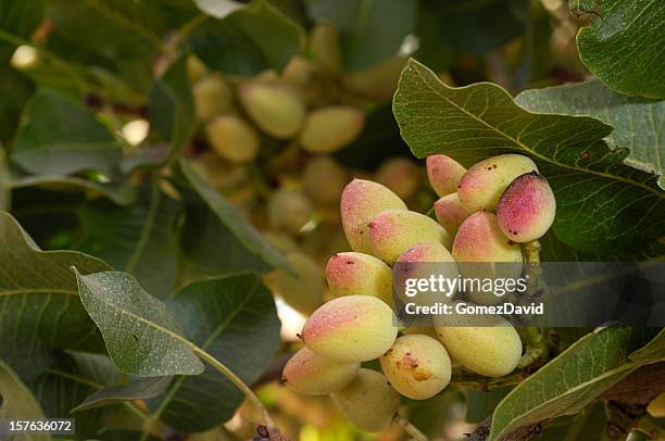close-up de maturação na árvore de pistachio - pistachio tree - fotografias e filmes do acervo