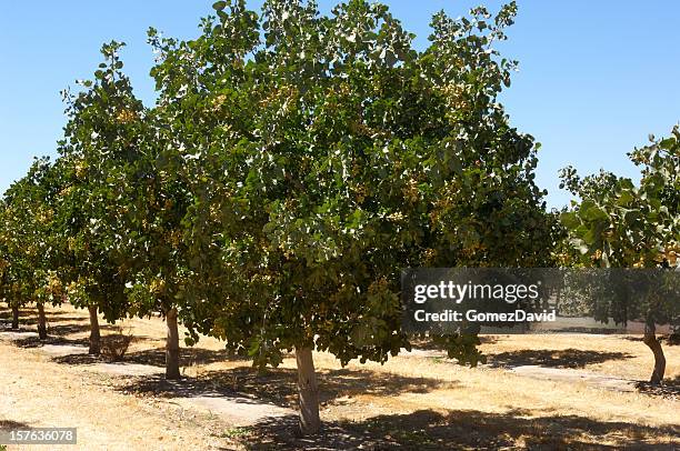 pomar de maturação pistache - pistachio tree - fotografias e filmes do acervo