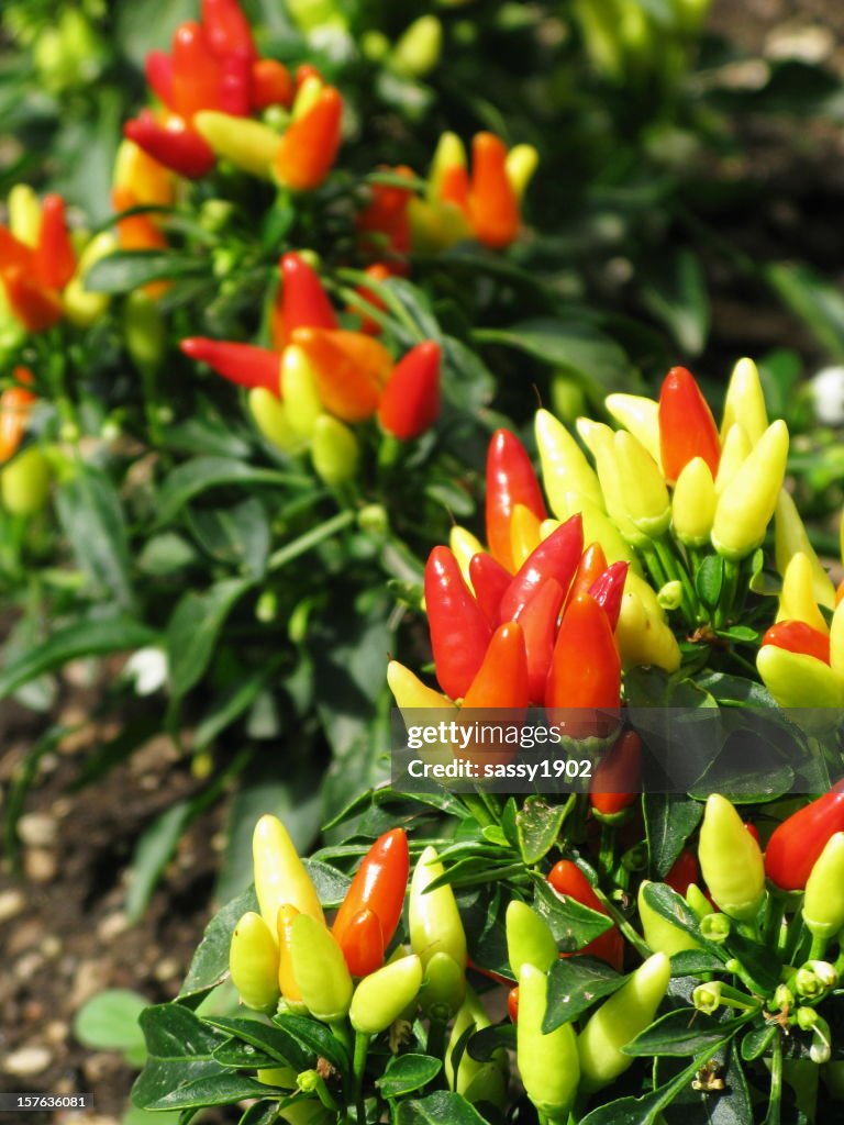 Pimentos de plantas ornamentais