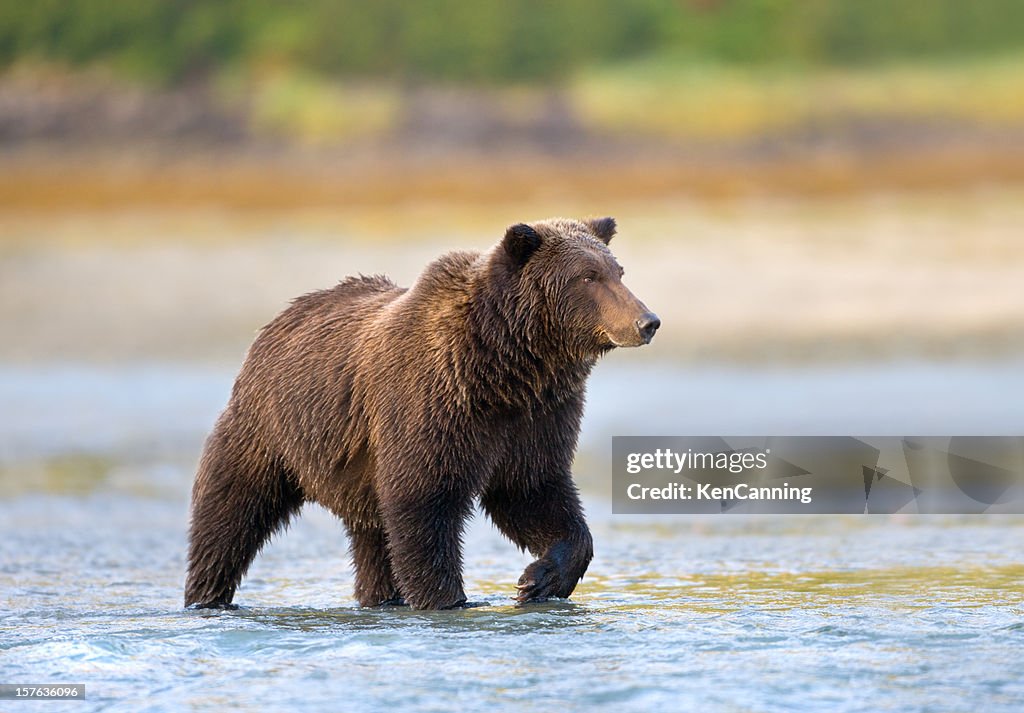 Alaskan Braunbär