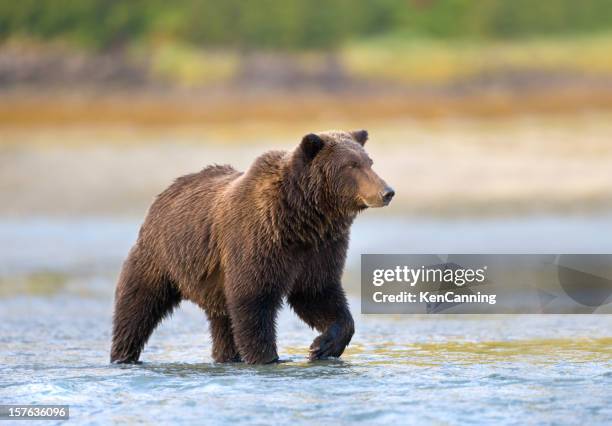 alaskan brown bear - kodiak brown bear stock pictures, royalty-free photos & images