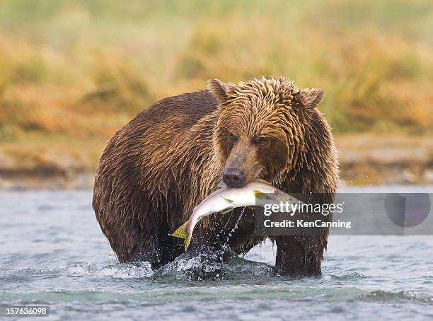 oso pardo de alaska - animales cazando fotografías e imágenes de stock
