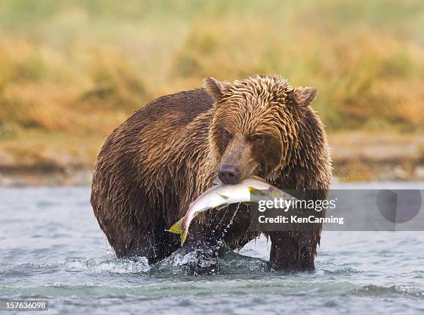 an alaskan brown bear fishing in a river - salmon animal stockfoto's en -beelden