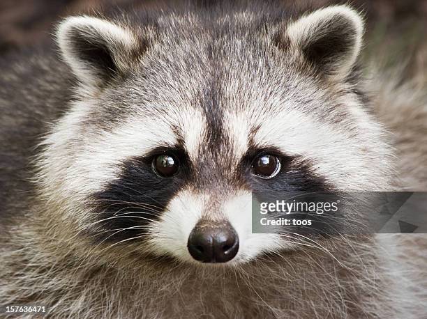 tabak-nahaufnahme - raccoon stock-fotos und bilder