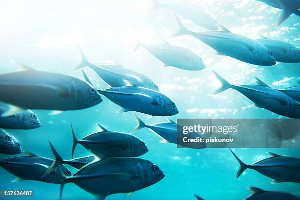 tuna fish - tuna stockfoto's en -beelden