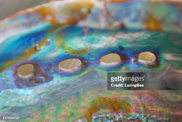 nahaufnahme der paua abalone shell (neuseeland) - paua stock-fotos und bilder