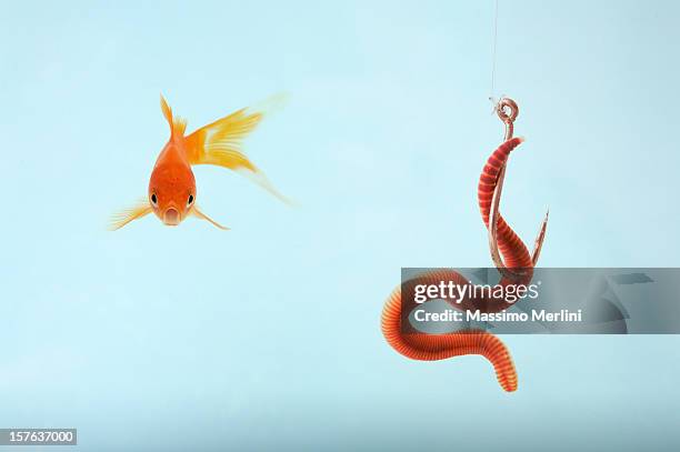 carnivorous goldfish - worm stock pictures, royalty-free photos & images