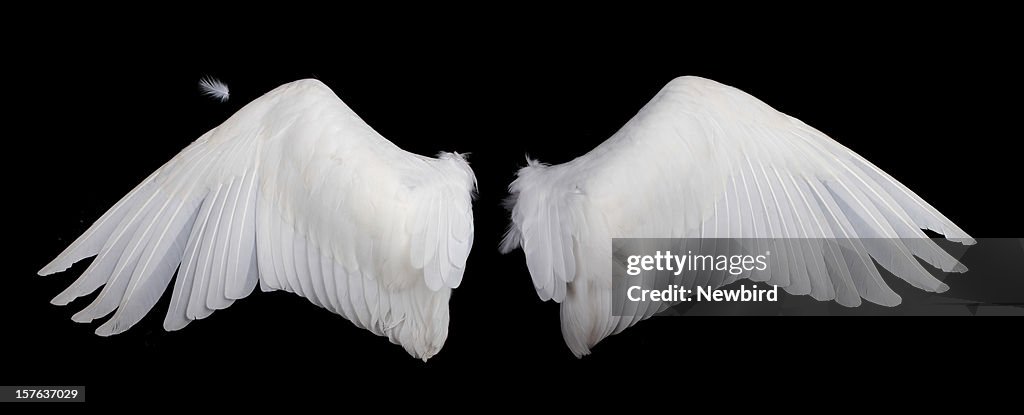 Wings, auf schwarzem Hintergrund