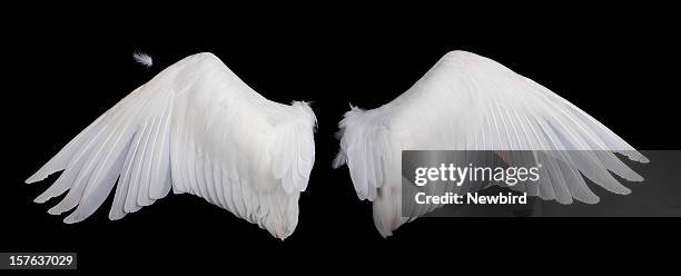 wide white feathered wings against a black background - wings stock pictures, royalty-free photos & images