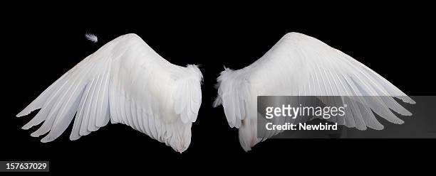 wide white feathered wings against a black background - animal wing bildbanksfoton och bilder