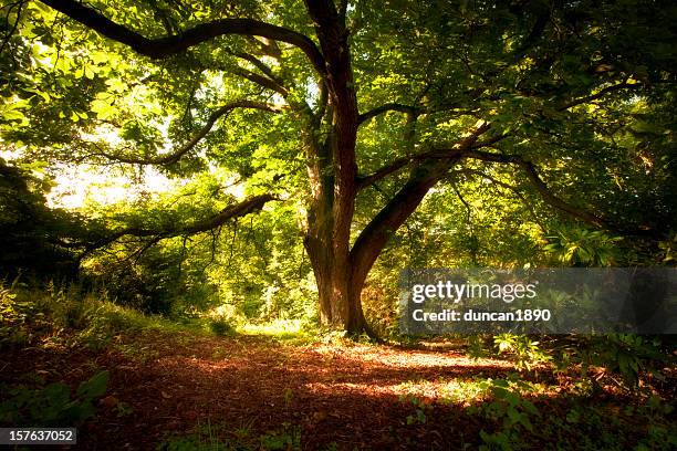 under the chestnut tree - horse chestnut tree stock pictures, royalty-free photos & images