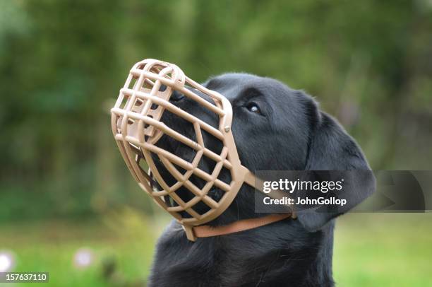 a black dog wearing a plastic muzzle outdoor - man muzzle stockfoto's en -beelden