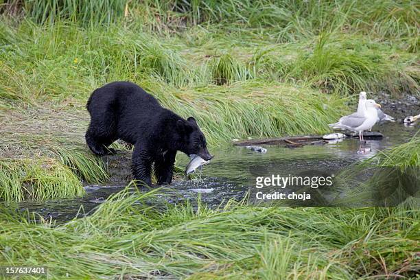 urso preto americano pesca salmon.valdez, alasca - valdez - fotografias e filmes do acervo