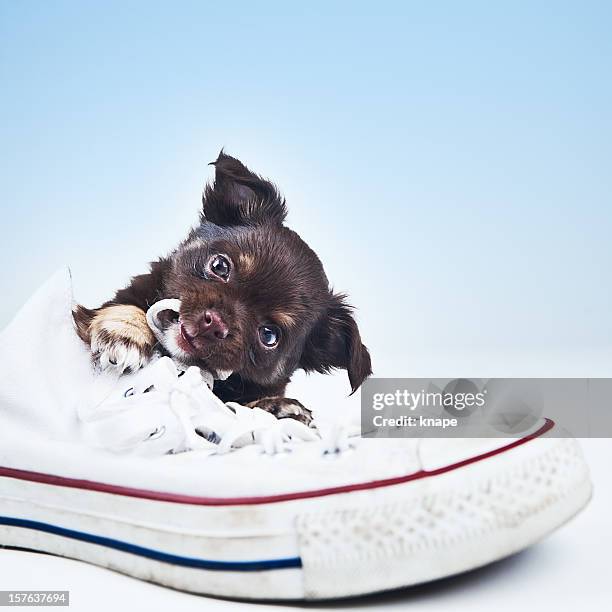 chihuahua adorável cachorrinho - mascar imagens e fotografias de stock