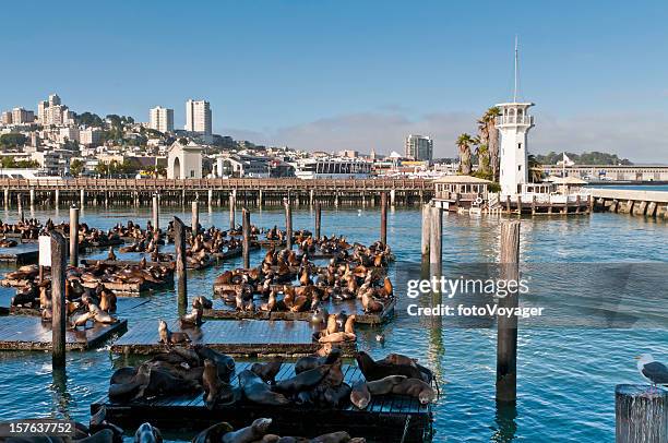 san francisco fisherman's wharf colónia farol do porto de leão-marinho-da-califórnia - zalophus californianus imagens e fotografias de stock