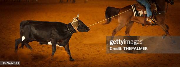 Bull Head Roping Bull Lasso Photos and Premium High Res Pictures - Getty Images