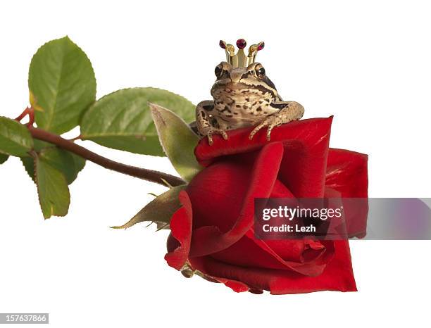 príncipe encantado - príncipe encantado imagens e fotografias de stock