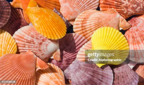 Individual Colorful Shell Colorful Shells Photos and Premium High Res Pictures - Getty Images