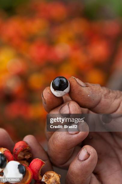 guarana  harvesting - guarana stock pictures, royalty-free photos & images