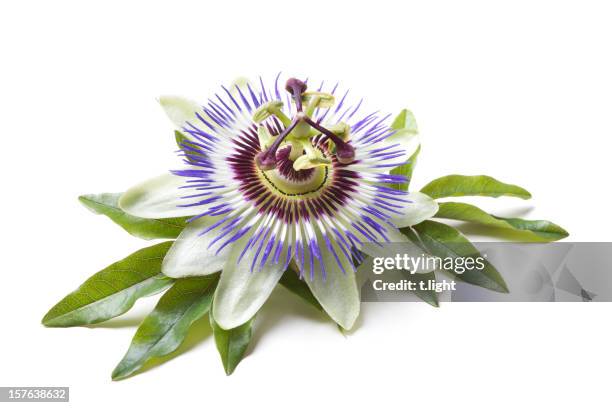 passion flower (passiflora) - passion flowers stock pictures, royalty-free photos & images