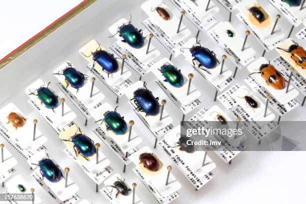 beetle collection - taxonomie stockfoto's en -beelden