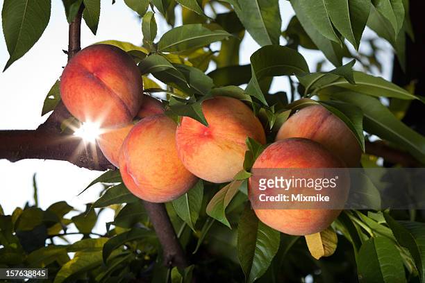 juicy red peaches ripen on the tree - peach stockfoto's en -beelden