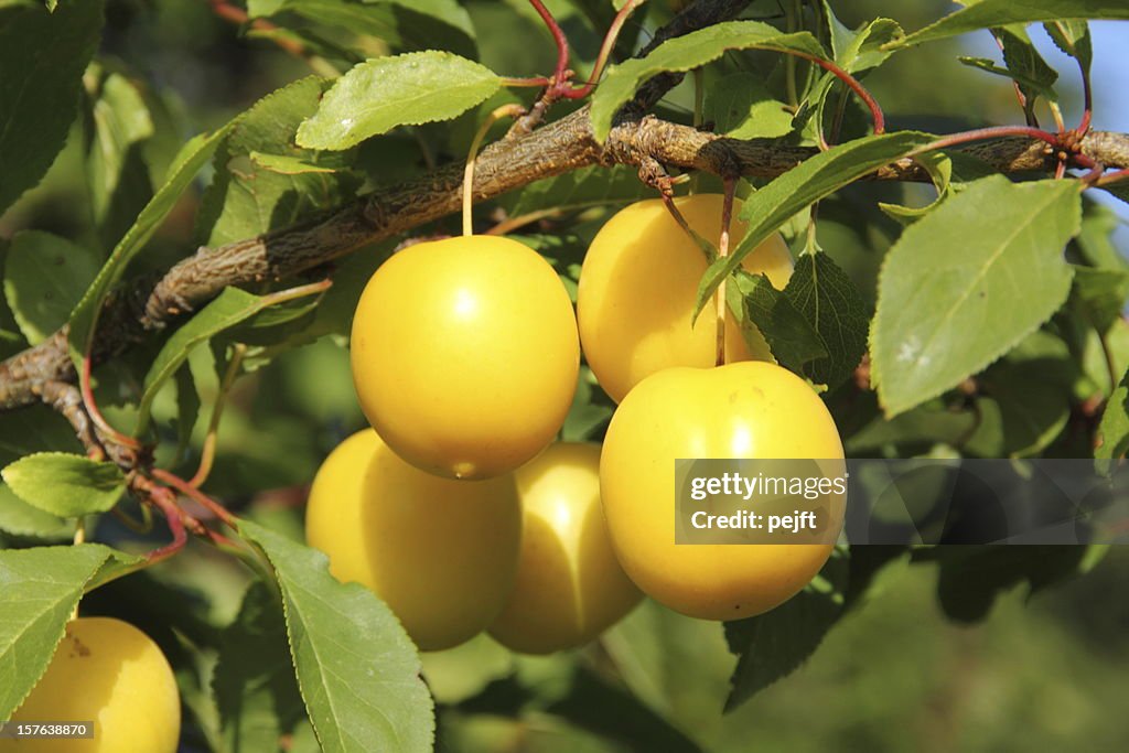 Yellow Mirabelle Prunus cerasifera plums