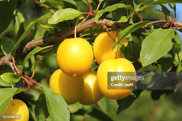 yellow mirabelle prunus cerasifera plums - plum stock pictures, royalty-free photos & images