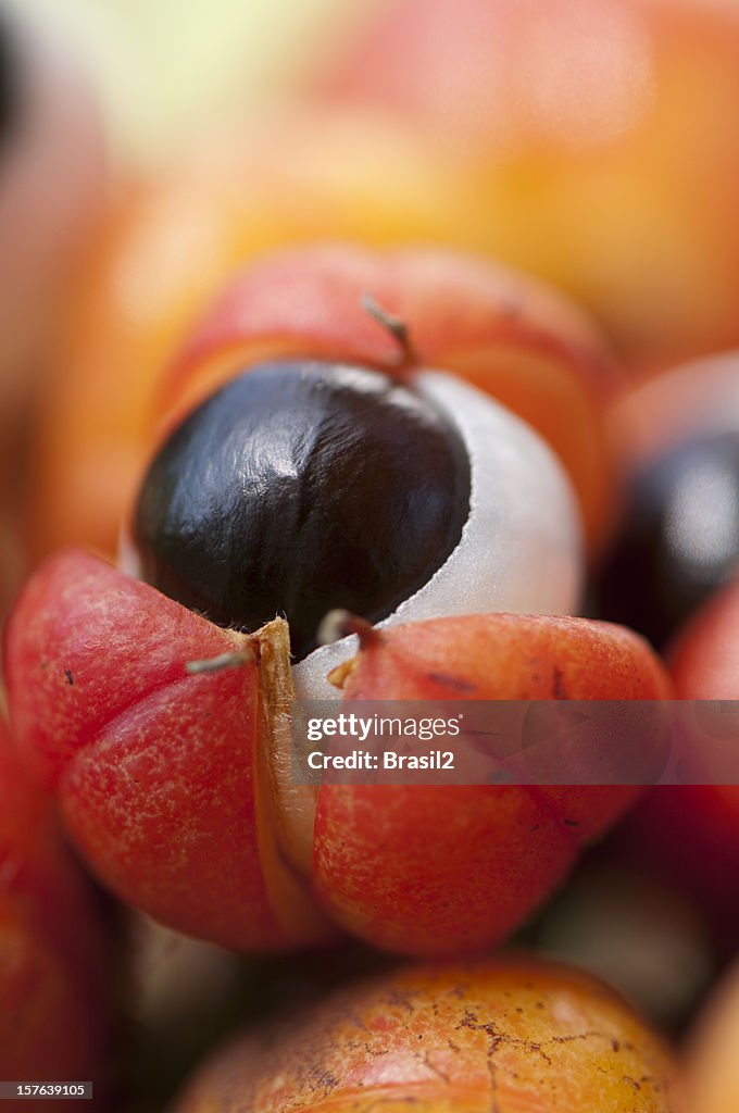 Guaraná frutas