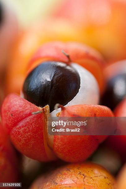 guarana fruit - guarana stock pictures, royalty-free photos & images