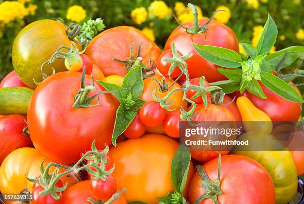 organic homegrown fresh basil & summer produce, heirloom tomatoes vegetable harvest - cherry tomato stock pictures, royalty-free photos & images