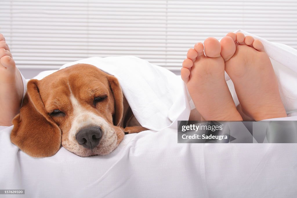 Beagle head with couple's feet poking out from under sheet