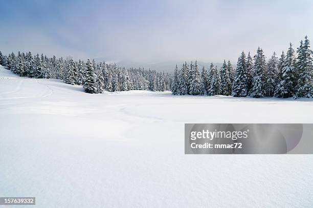 winterlandschaft mit schnee und bäume - winter stock-fotos und bilder
