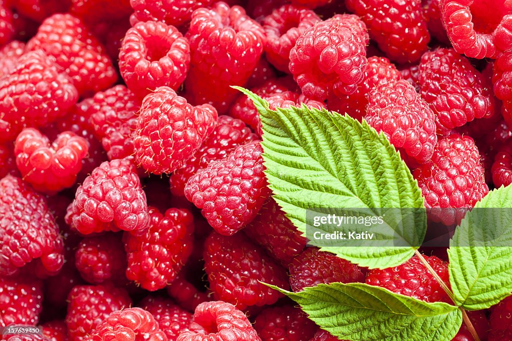 新鮮な Rasberries