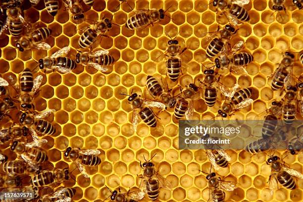 bees - honingraat stockfoto's en -beelden