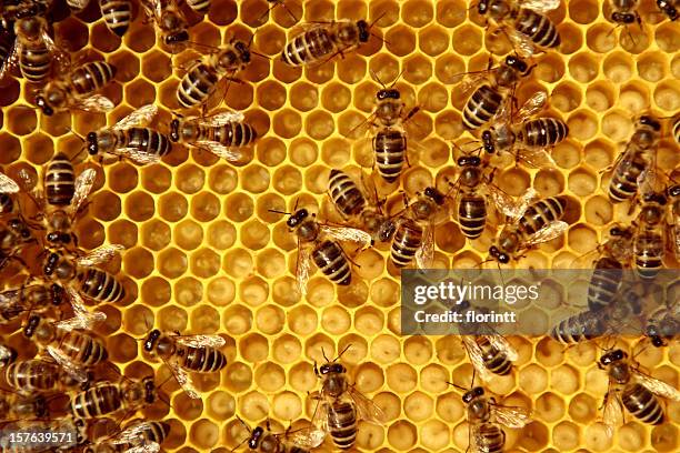 abelhas - bee imagens e fotografias de stock