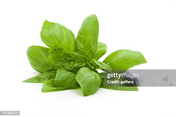 a small bunch of fresh basil against a white background - basilika bildbanksfoton och bilder