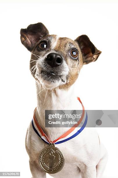 champion dog - three quarter length stock pictures, royalty-free photos & images
