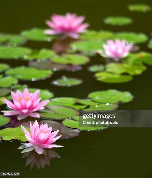 pink water lilies - water garden bildbanksfoton och bilder