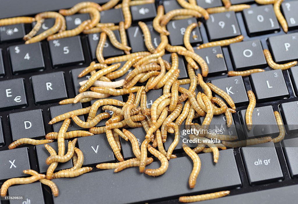 Hatch Compter Keyboard Worms On Compter Keyboard High-Res Stock Photo - Getty Images