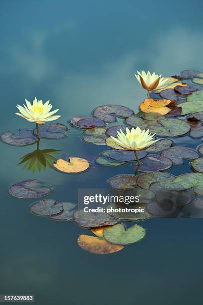 water lilies floating in the sky - waterlelie stockfoto's en -beelden
