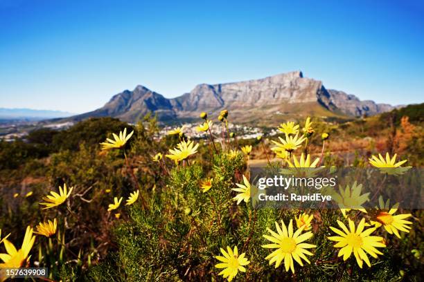 south africa: table mountain with wild daisies in foreground - fynbos 個照片及圖片檔