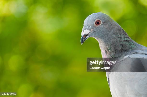 retrato de las carreras de palomas, borrosa fondo verde - homing pigeon fotografías e imágenes de stock