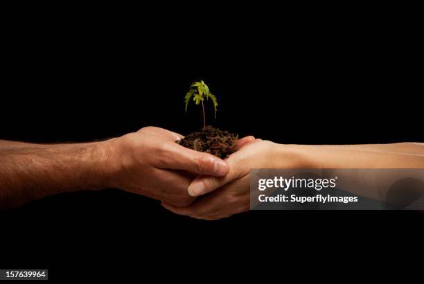 mann und frau hände halten ein ahorn setzling im boden - ahorn stock-fotos und bilder