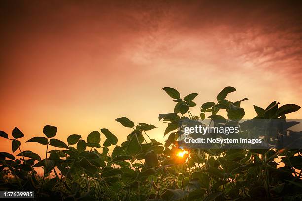 graine de soja feald et le rouge coucher de soleil - next level photos et images de collection