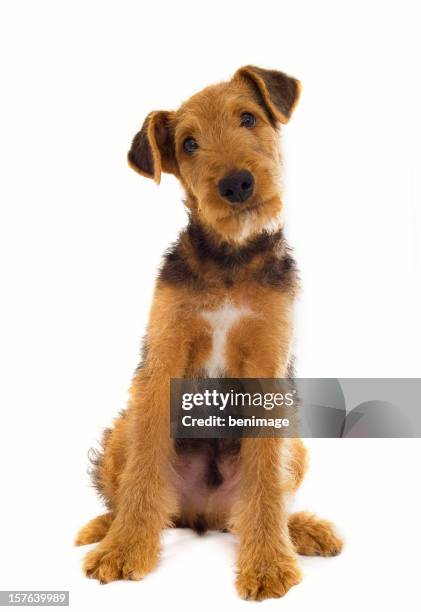 airedale terrier - airedale terrier imagens e fotografias de stock