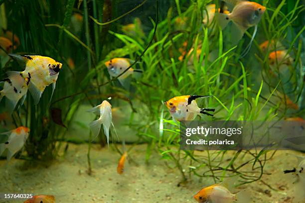 aquarium series - symphysodon stock pictures, royalty-free photos & images